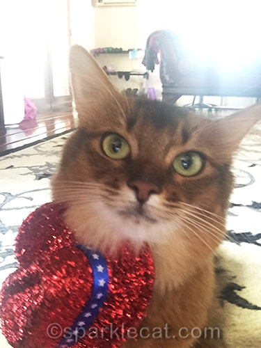 somali cat posing for selfie with glare in the background