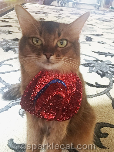 somali cat posing with hat around her neck at an awkward angle