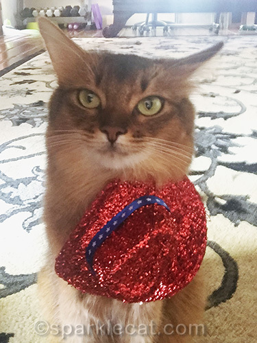somali cat fed up with cat hat