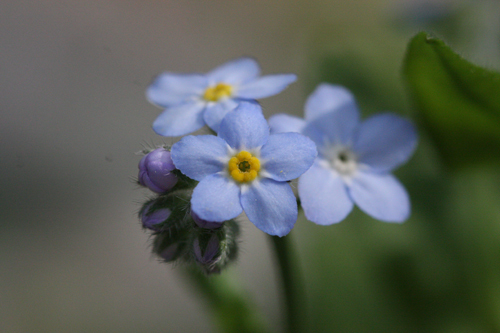 forgetmenot