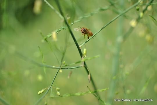Garden with bees {bits & pieces} ~ Like Mother, Like Daughter
