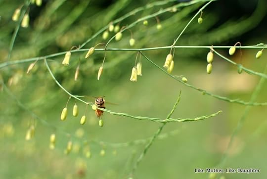 Garden with bees {bits & pieces} ~ Like Mother, Like Daughter