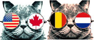 Cat glasses