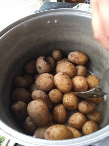 salt potatoes 01