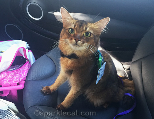 therapy cat ready to go to work