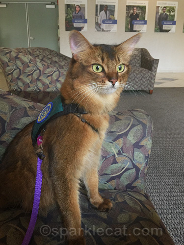 somali therapy cat looking at therapy dog in hospital lobby