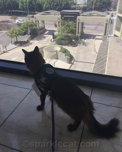 somali cat looking out of window of 6th floor of a hospital