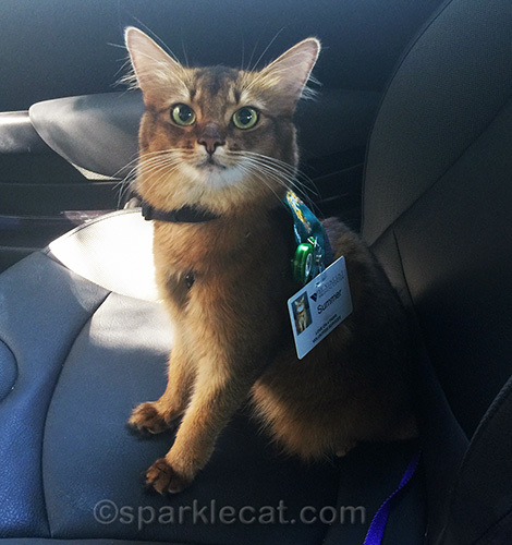 somali cat in therapy cat vest in car