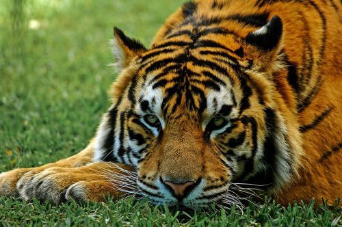 tiger