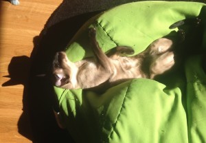 Simba softar för oss alla. Sol + saccosäck = kattparadis.