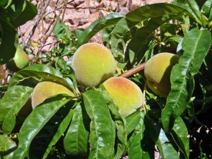 Peaches by Connie Cockrell