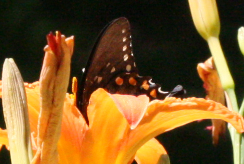 butterfly