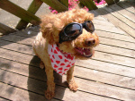 Laughing_dog_with_googles