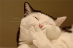 laughing cat
