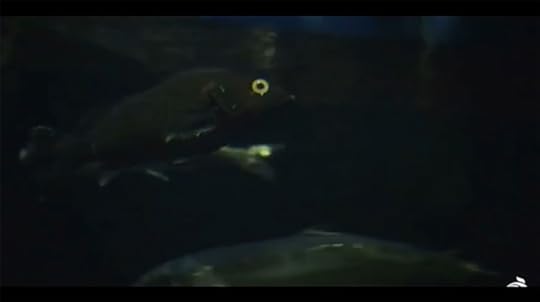Prosthetic Eye