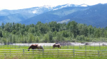 John's horses at their new home