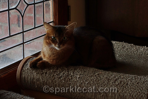 somali cat sitting on scratch lounger by window for peaceful, quiet early evening