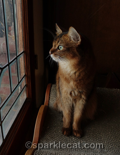 somali cat sits up and looks out of window