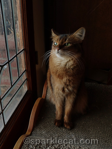 somali cat sits by window, looking annoyed