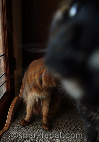 somali cat is photobombed by tortoiseshell cat