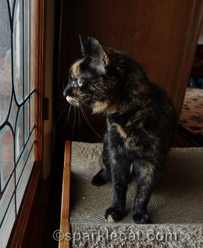 tortoiseshell cat sits on lounger and looks out window