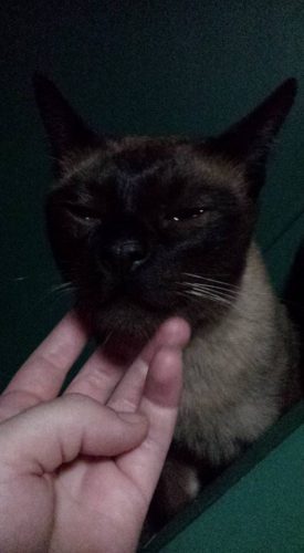 medieval banquet cat