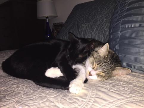 kitties