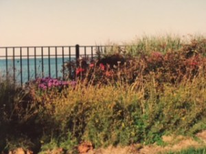 GP Park Landscape