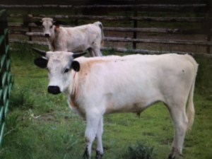 White Cattle
