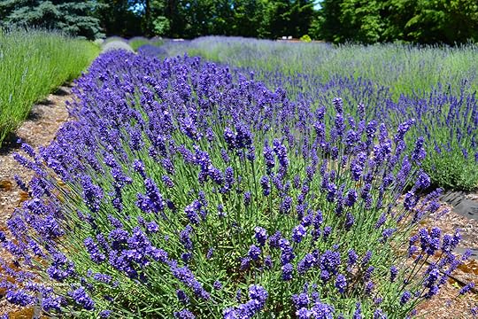Lavender Field Photo copyright Shawna Coronado