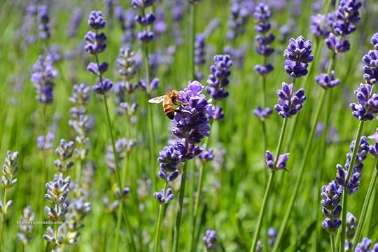 Lavender Bee Pollinating Flower photo copyright Shawna Coronado