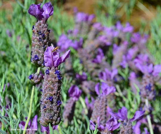 Lavender Spanish with bee photo copyright Shawna Coronado