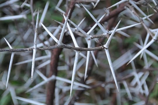 Thorny thicket