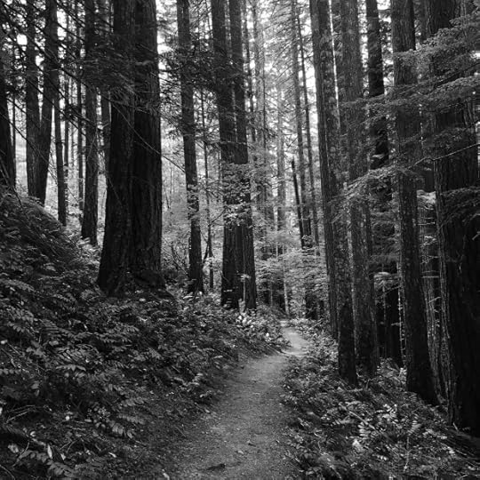 Trail in a cedar and fir forest