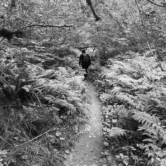 Trail cutting though a glade of ferns