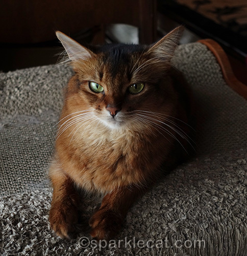 Ten Things Cats Can Do... That Human's Can't
