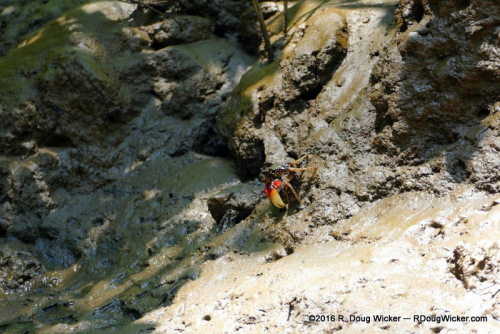 Brightly Colored Crab