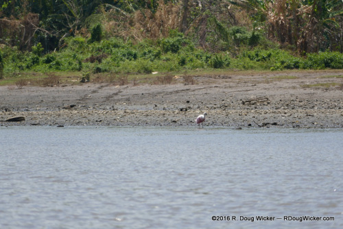 Lone Bird on Shore