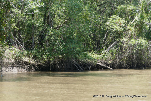 Tárcoles River