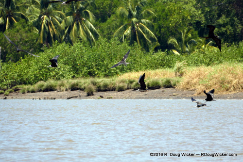 Frigatebirds