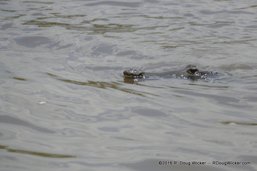American Crocodile