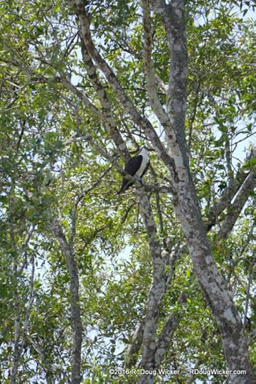 Treed