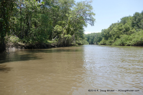 Tárcoles River