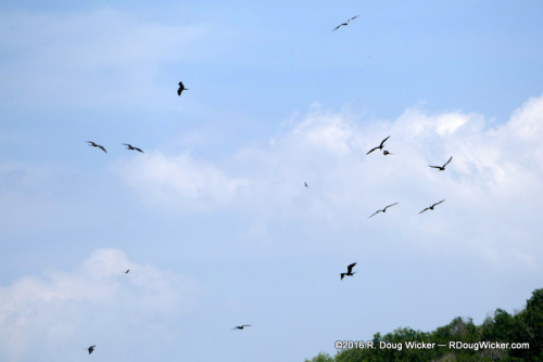 Frigatebirds