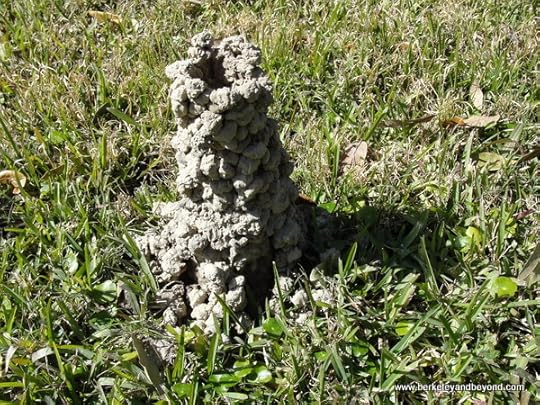 crawfish mound at Laura Plantation in Louisiana