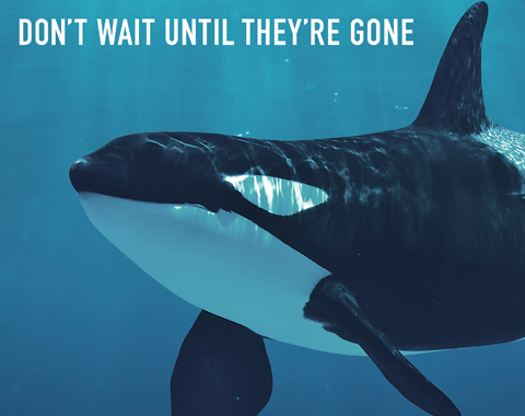 Photo: Help endangered killer whales