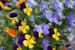 pansy-1398202