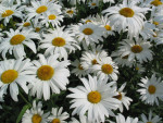 daisies-1479802