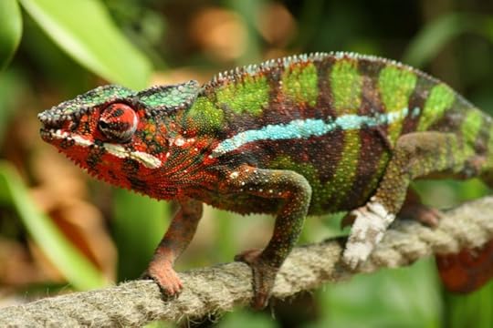 chameleon spit