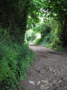 IMGP4135